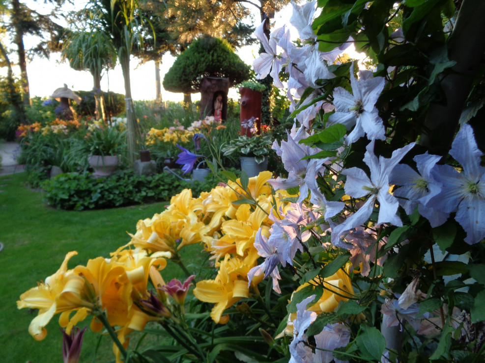 Poludniowa część ogrodu z liliowcami.