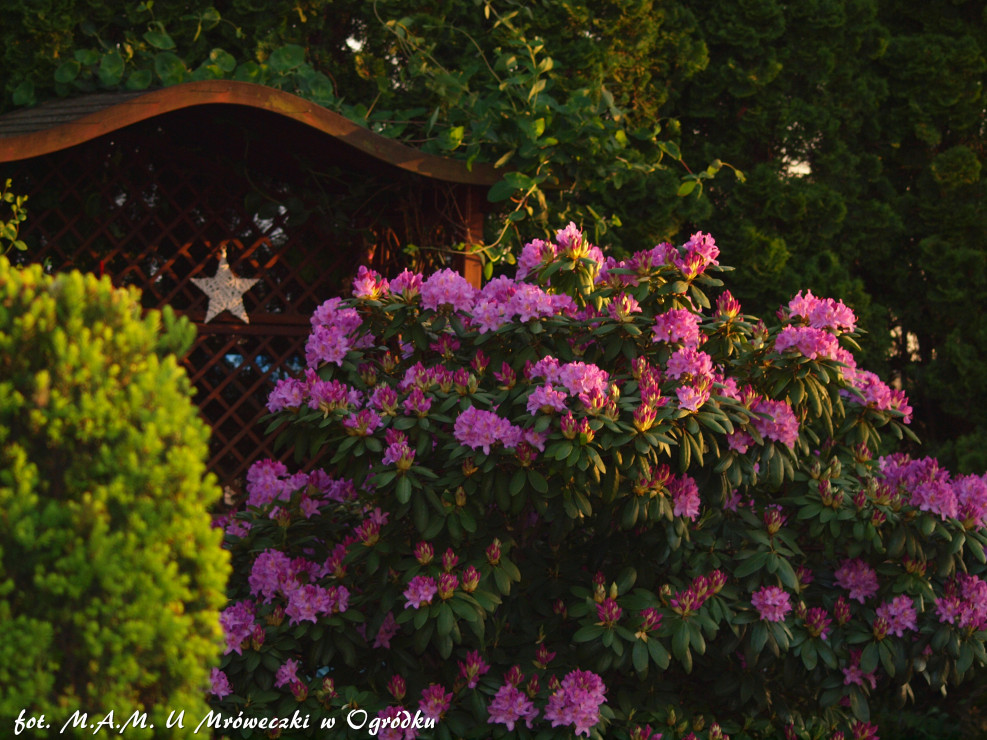 rhododendron