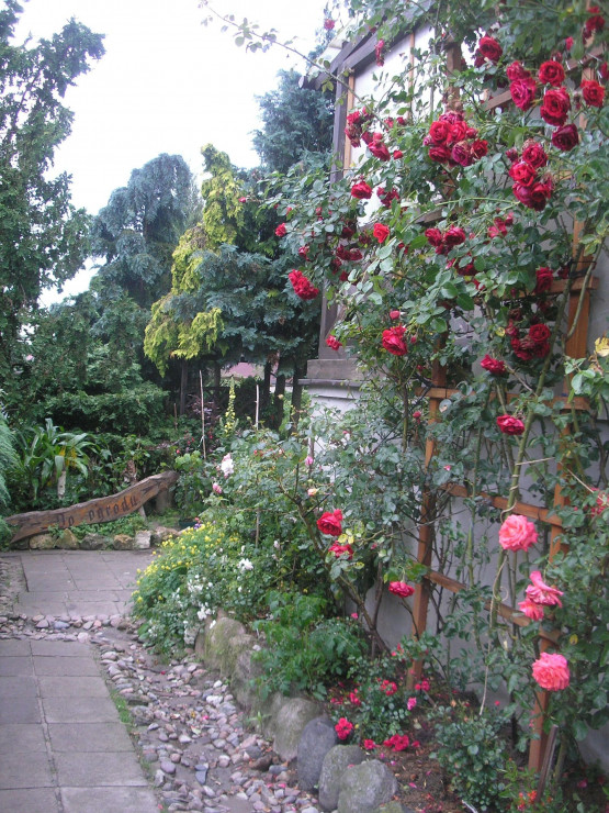 Róże to ulubiona grupa roślin - tutaj przed wejściem do ogrodu