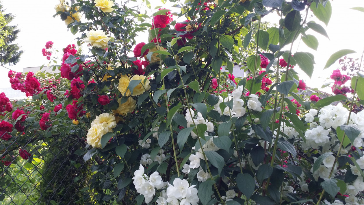 Różom przy płocie towarzyszą jaśminowce.