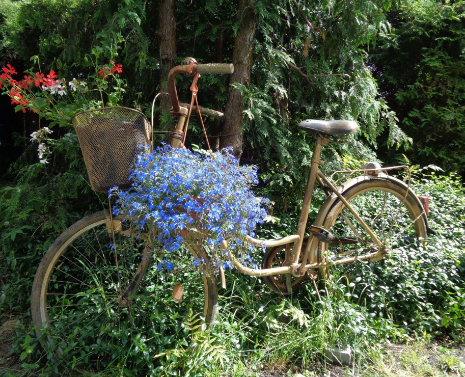 W ogrodzie wykorzystałam stary rower jako kwietnik. 
