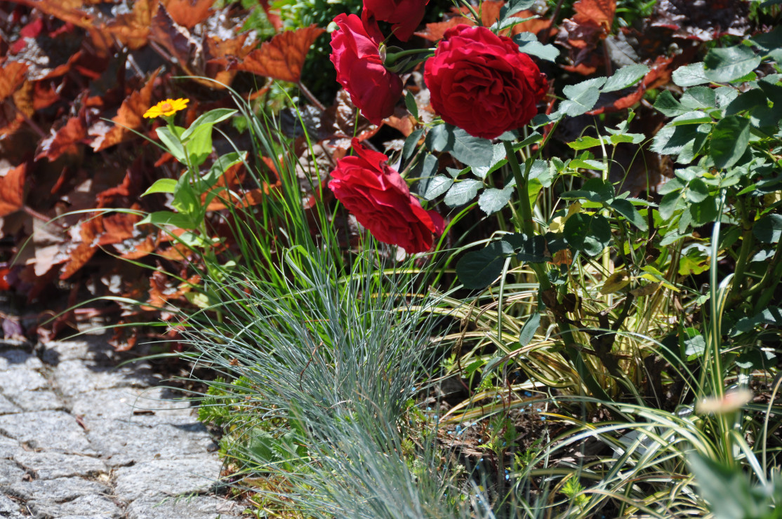 wspaniała czerwień żurawki i róży i niebieska trawa ....