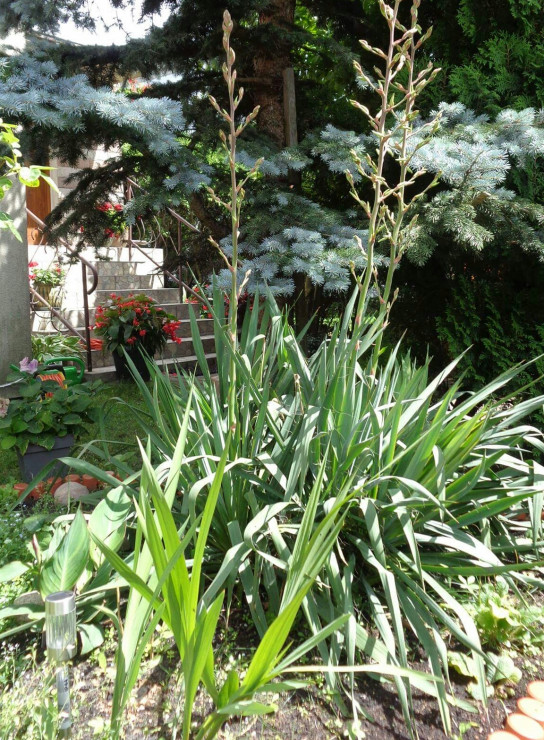 Yuka już niebawem zakwitnie. 