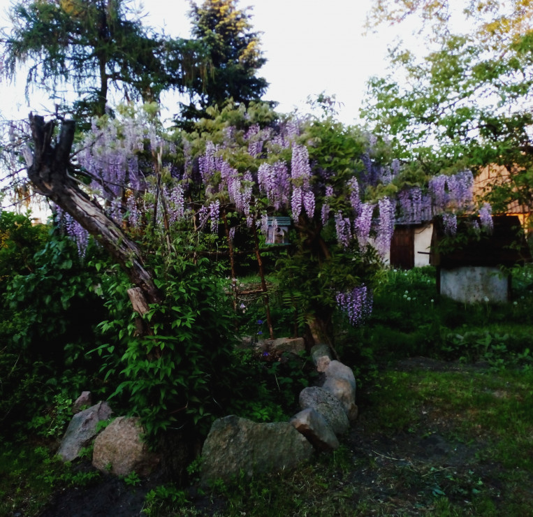 Glicynia