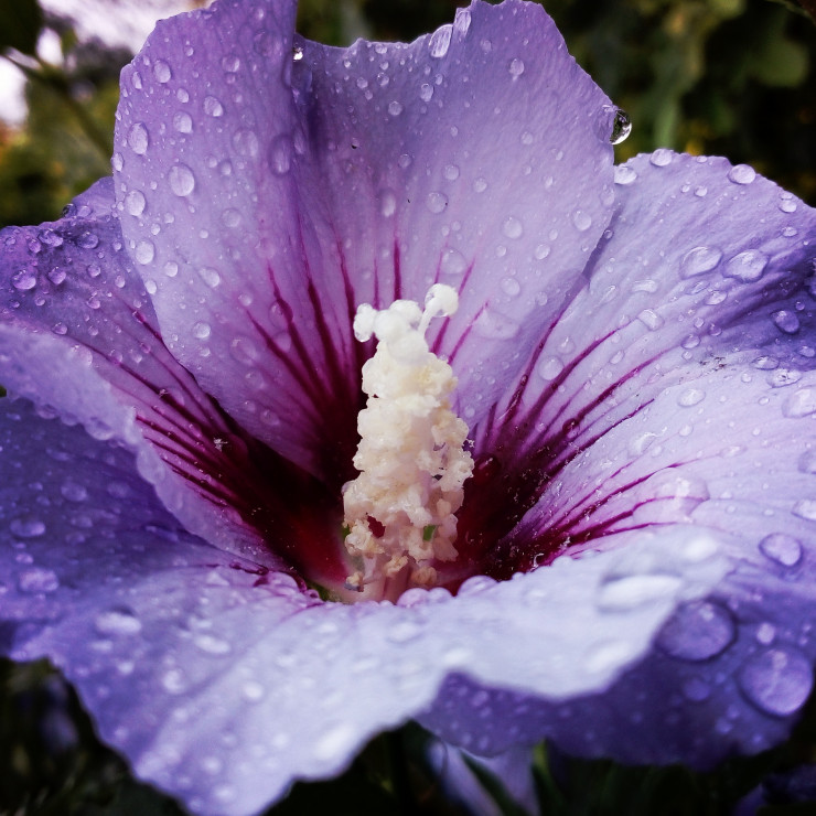 Hibiskus