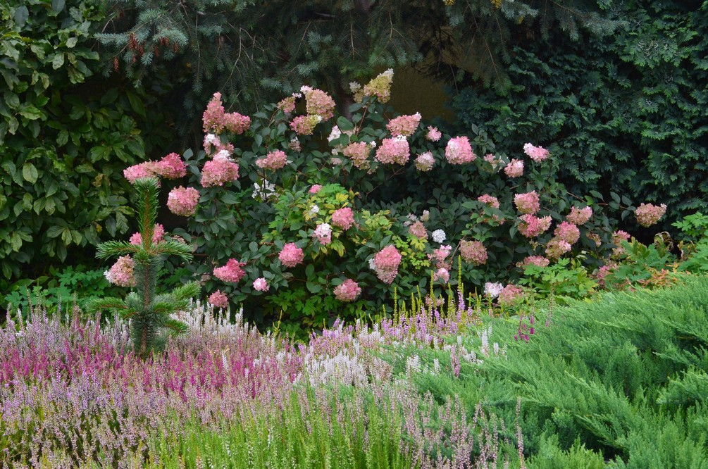 hortensja wśród wrzosów