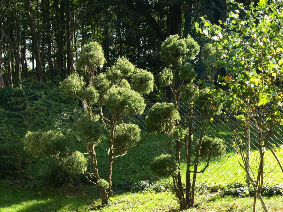 Jałowiec w formie bonsai