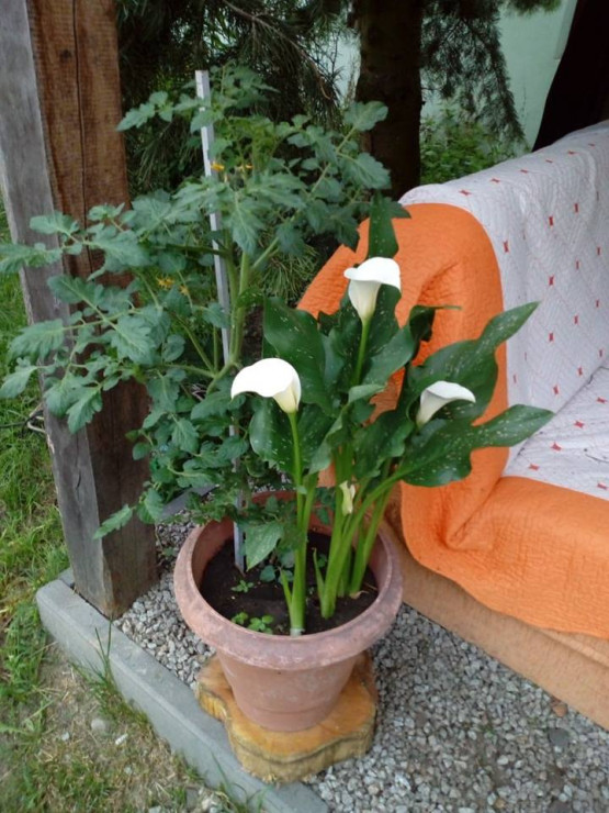 Kalla i pomidor w jednym stali domu.