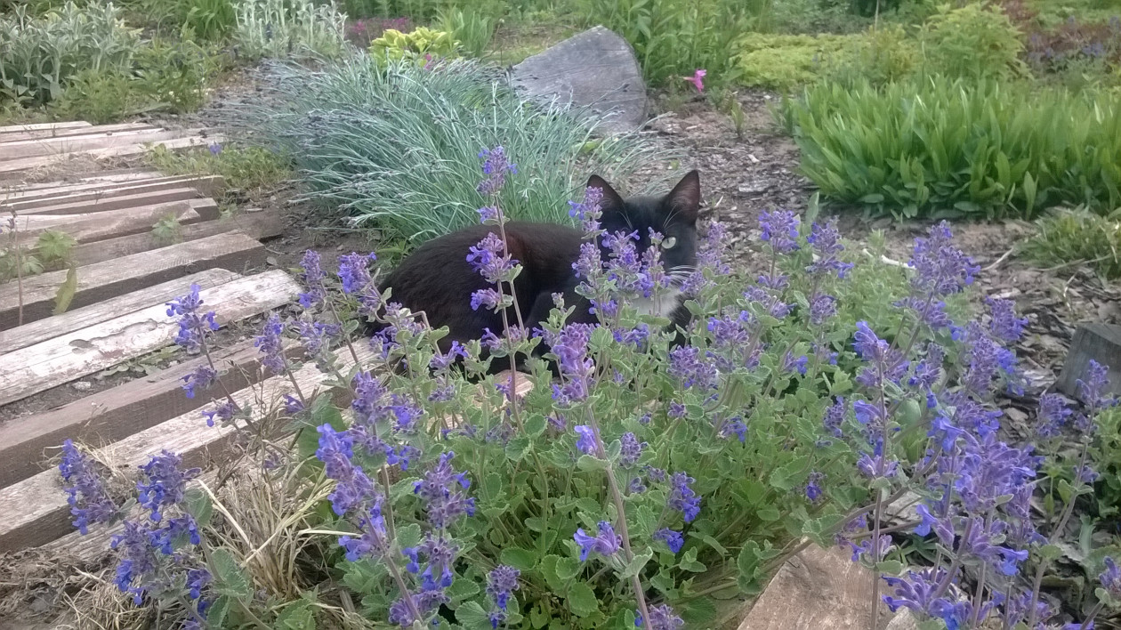 Kot na właściwym miejscu w ogrodzie- przy kocimiętce.