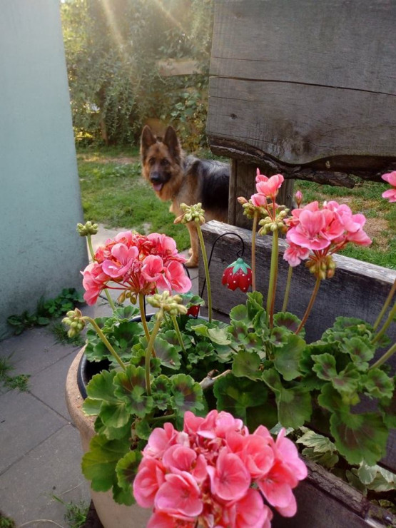 Lola i Pela