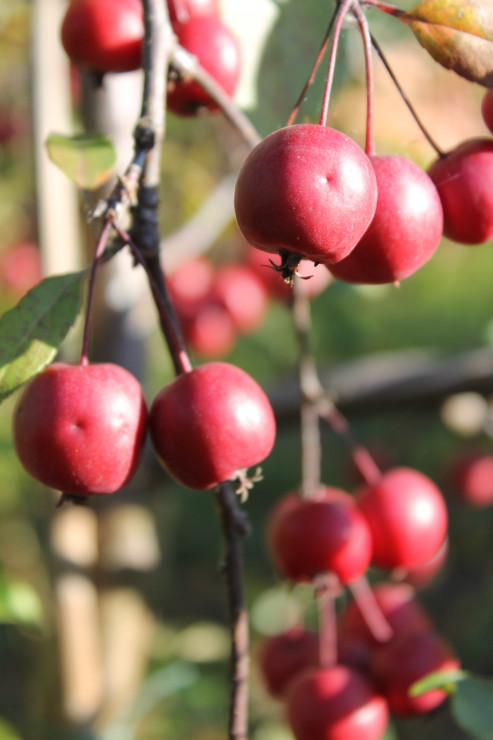Ogród jest ozdobny cały rok. Tu owoce jabłoni późna jesienią.