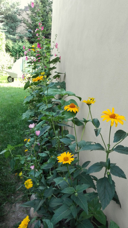 Oprócz malw (całe 3 sztuki) z tej strony domu rosną sobie żółte kwiatki, maki wschodnie (przekwitły już) oraz ślazówka i słoneczniki (nie zakwitły jeszcze)