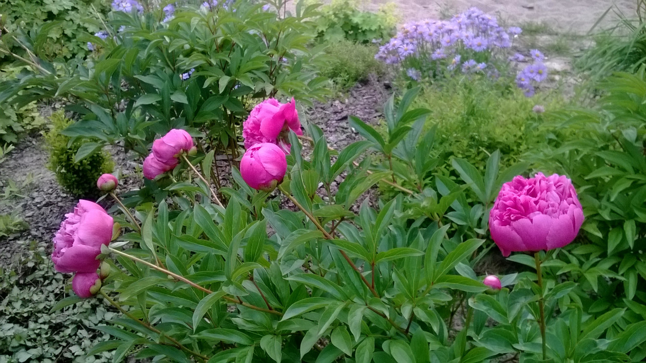 Piwonie uratowane ze zniszczonego ogrodu babci. Co roku odwdzięczają się obfitym kwitnieniem.