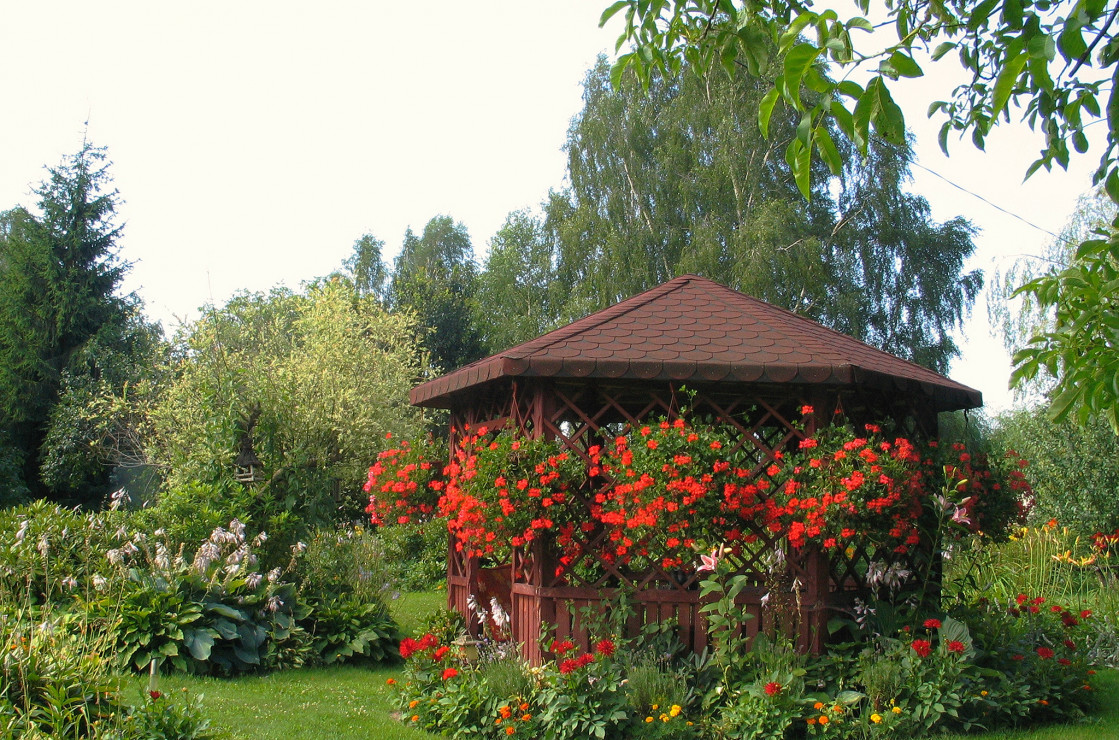 Przepiękna czerwień pelargoni