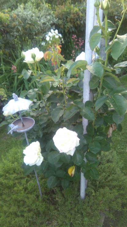 Róża Chopin na powitanie w 'białym zakątku'