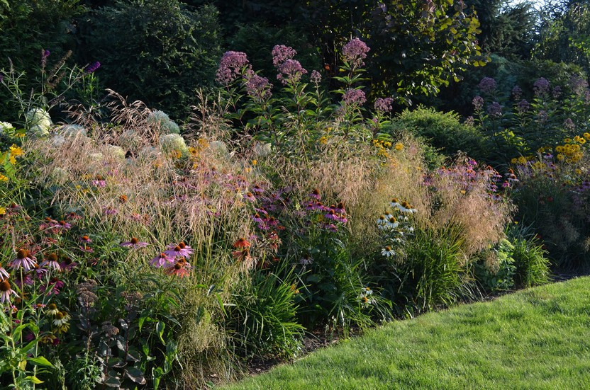 śmiałek darniowy wśród bylin