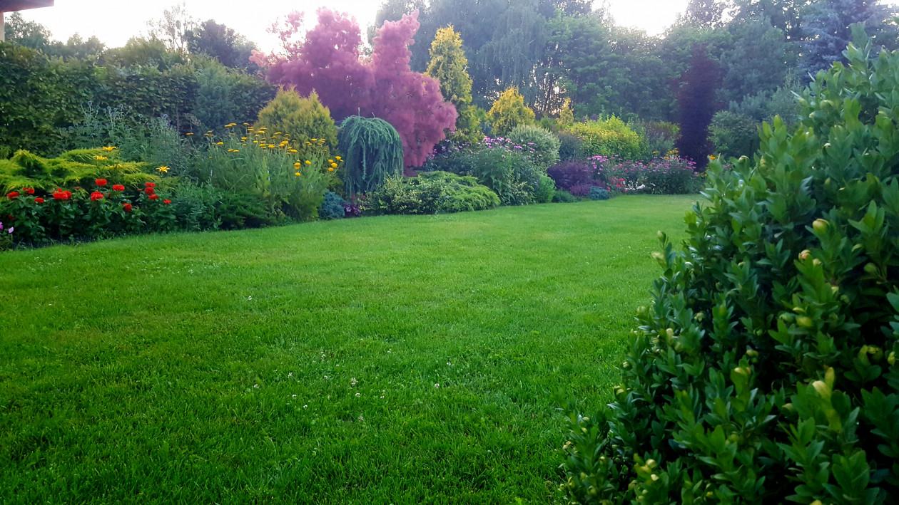 Trawnik jest również ważną częścią ogrodu. Podkreśla on urodę rabat kwiatowych. Nie wyobrażam sobie ogrodu bez trawnika, chociaż bez niego byłoby znacznie miej pracy i więcej czasu na podziwianie kwiatów.