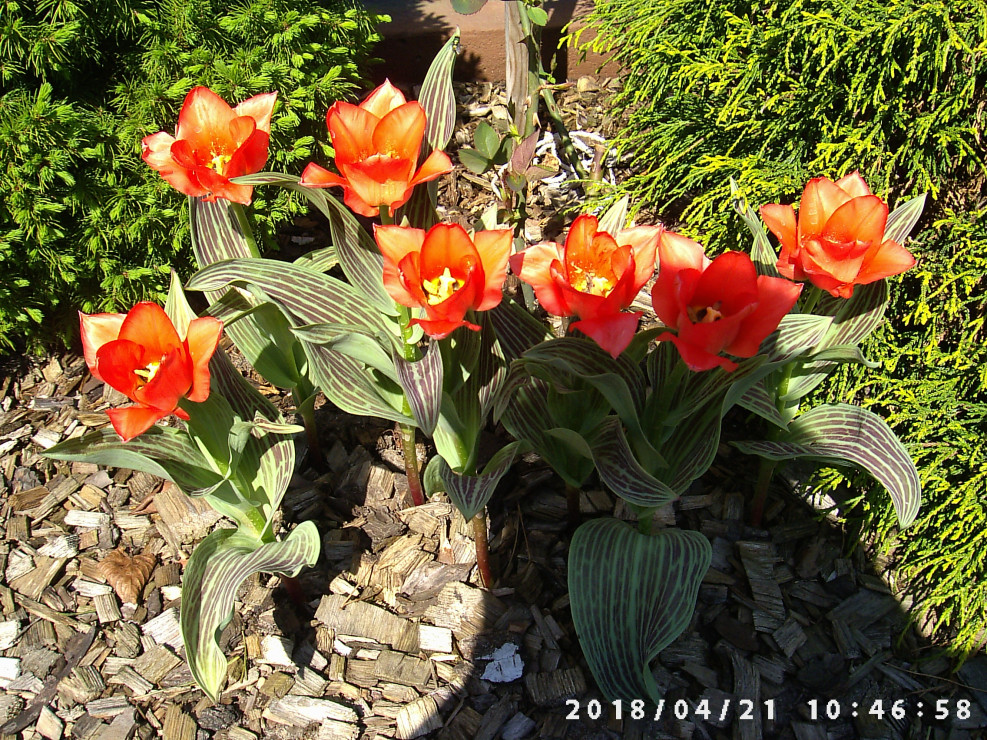 Tulipany z ozdobnymi liśćmi