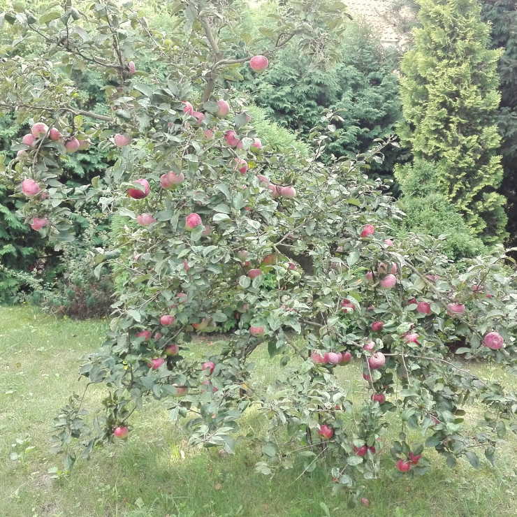 W tym roku drzewa uginają się od jabłek. Pierwsza tura z tego drzewka już ruszyła do przerobu. Sok, cydr, jabłka do naleśników, a ze skórek ocet jabłkowy. Totalny recykling jabłczany. Kompost się smuci, bo nic nie dostanie