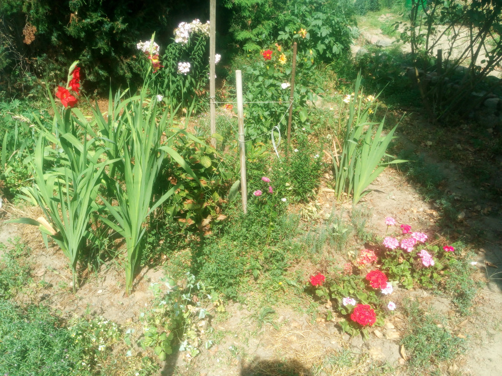 Zakątek w kształcie koła  z daliami, pelargoniami, miniaturowymi różami, gradiolami i wieloma innymi roślinami.
