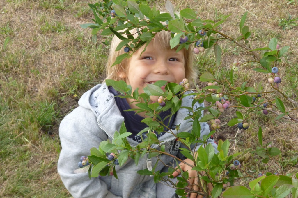 boróweczki są pyszne
