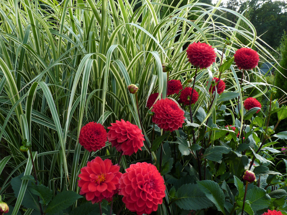 Dalia pomponowa na tle miskanta Variegatus