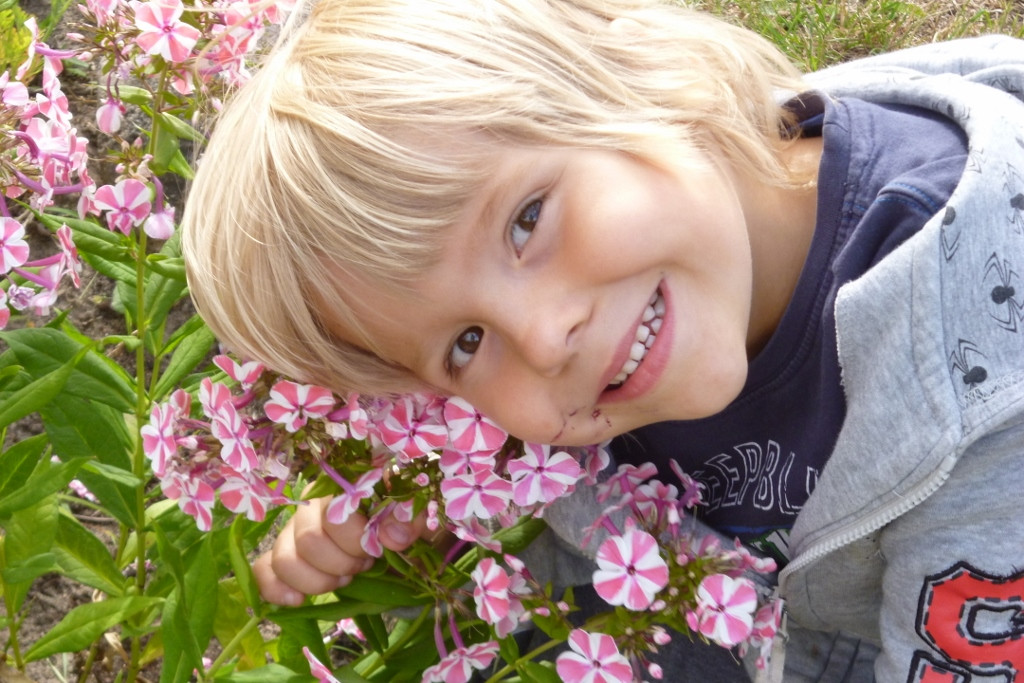 floksy pachną jak cukierki..