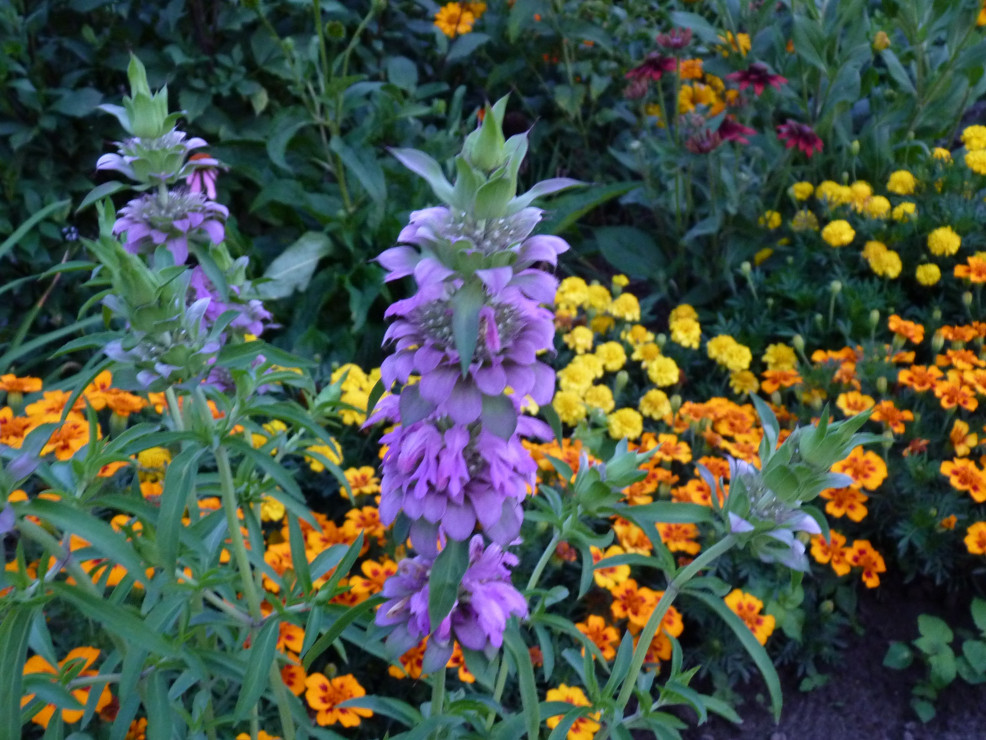 Monarda cytrynowa