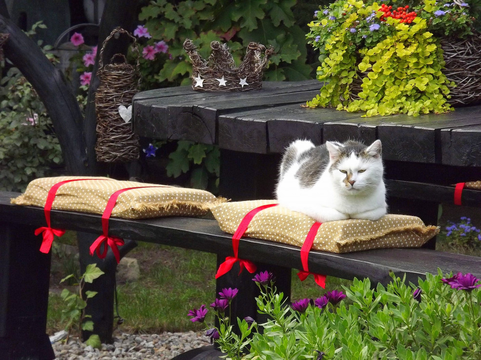 Nasz kot Kajtek. Zawsze jako pierwszy wita gości w ogrodzie. 