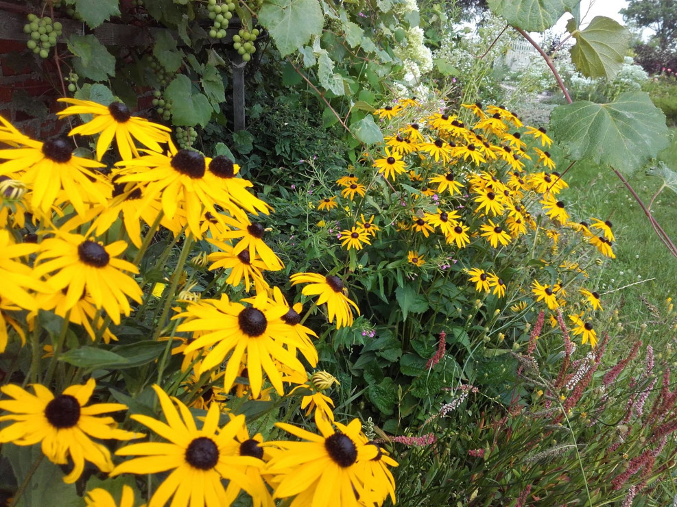 Pod winogronem rozgościły się rudbekie.