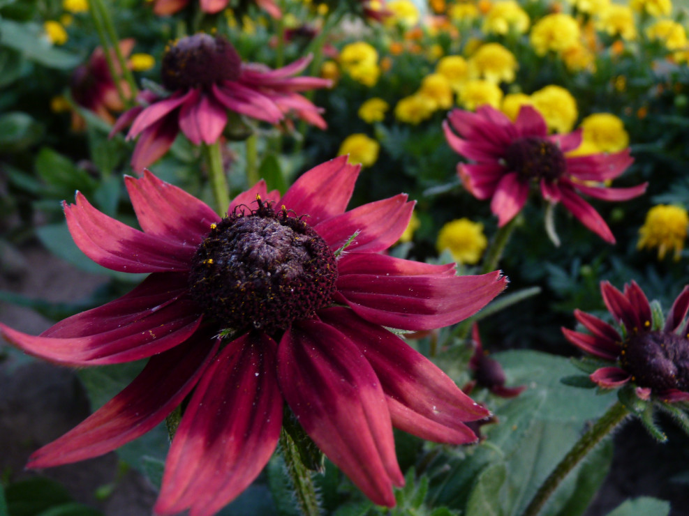 Rudbekia Cherry Brandy