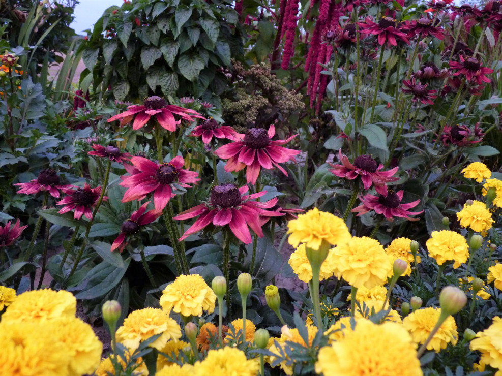 Rudbekie Cherry Brandy