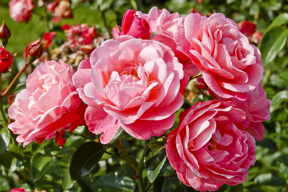 Róża, odmiana "Mój Piękny Ogród" ze szkółki RosaĆwik