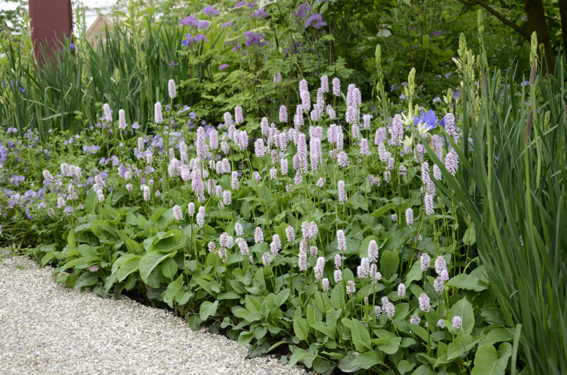 Chelsea Flower Show 2019 (33)