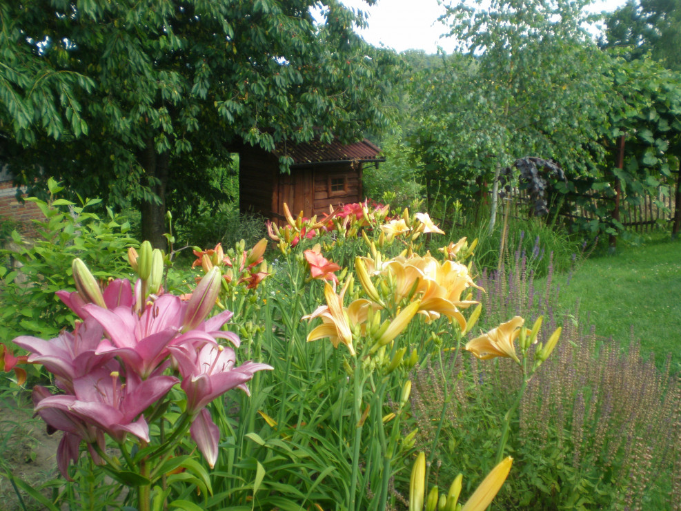Lilia i liliowce