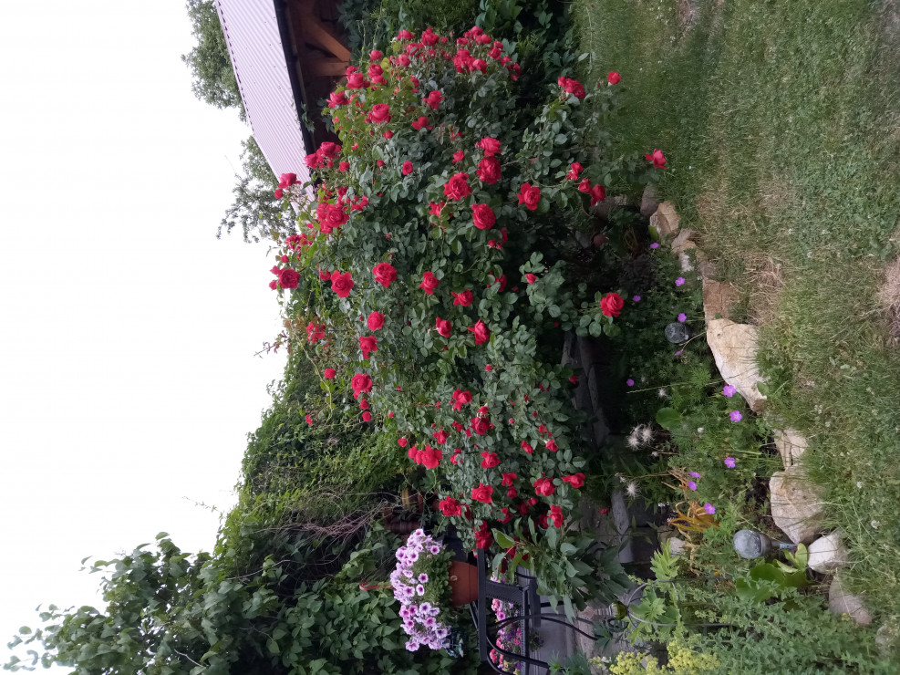Piękna róża pnąca Florentina z ADRem