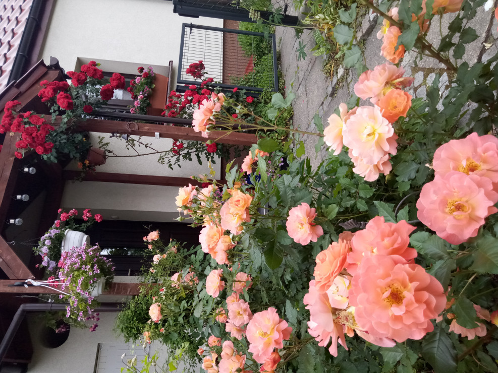 Pięknie pachnące morelowe róże Westerland i róża Roter Korsarz z ADRem  i czer