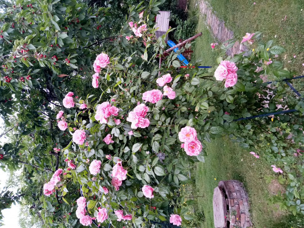 Róża pnaca Jaśmin z ADRem