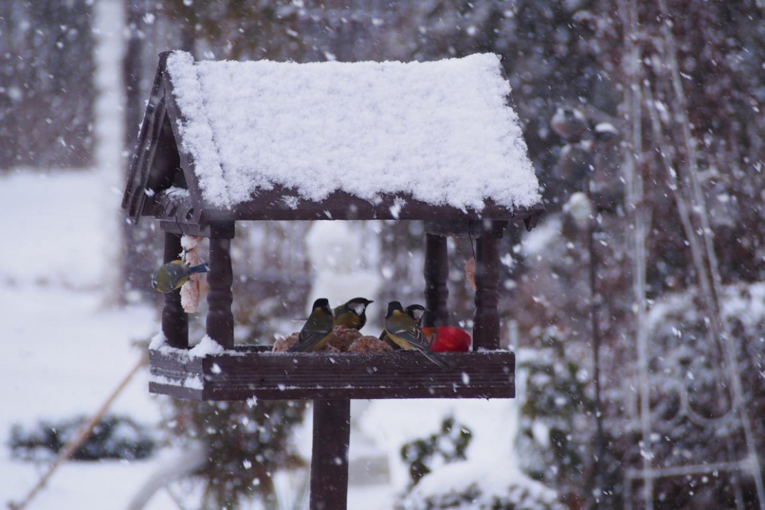 Dokarmianie ptaków zimą to podstawa