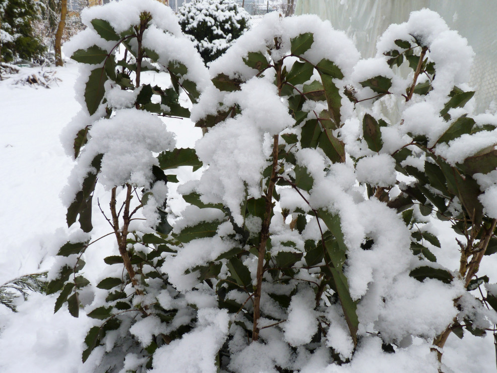 Mahonia