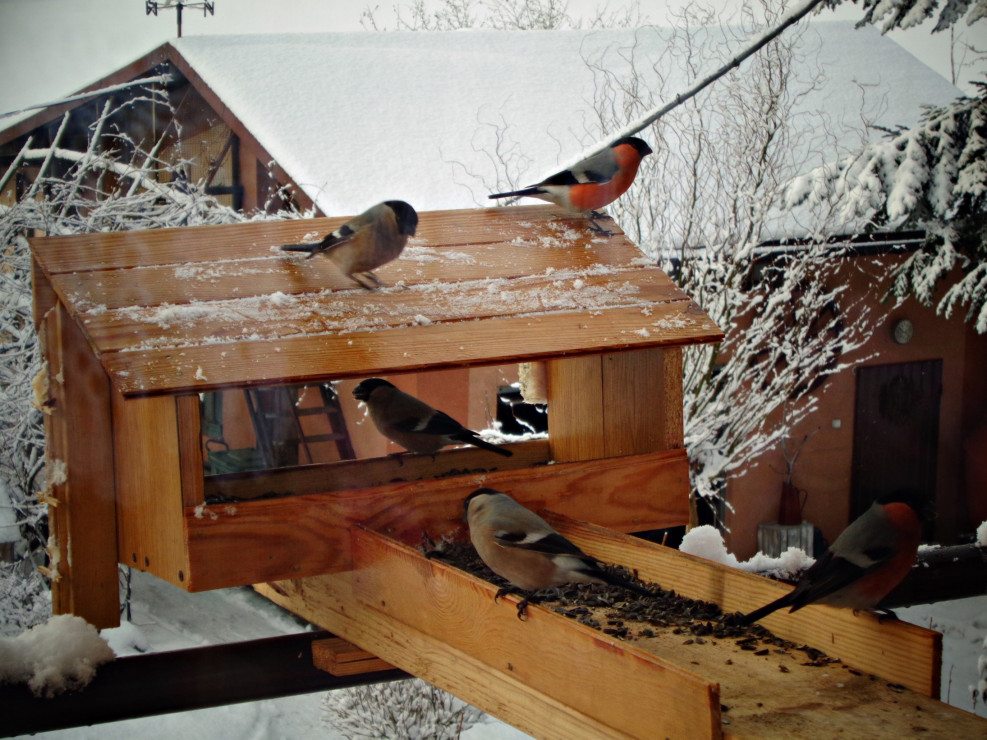 Nasi skrzydlaci goście gile często nas odwiedzają zimą.
