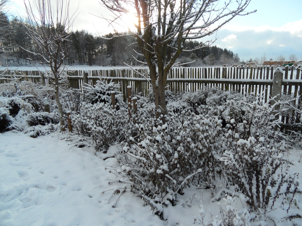 Rudbekia i drzewa owocowe