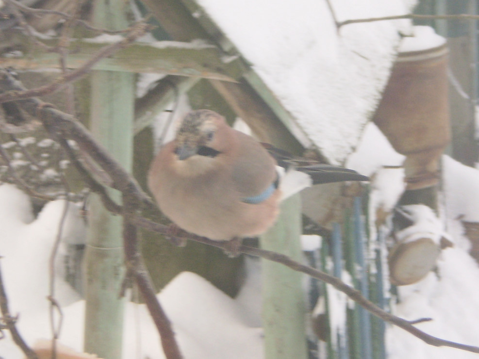 Zimą ptaki chętnie odwiedzają mój ogród