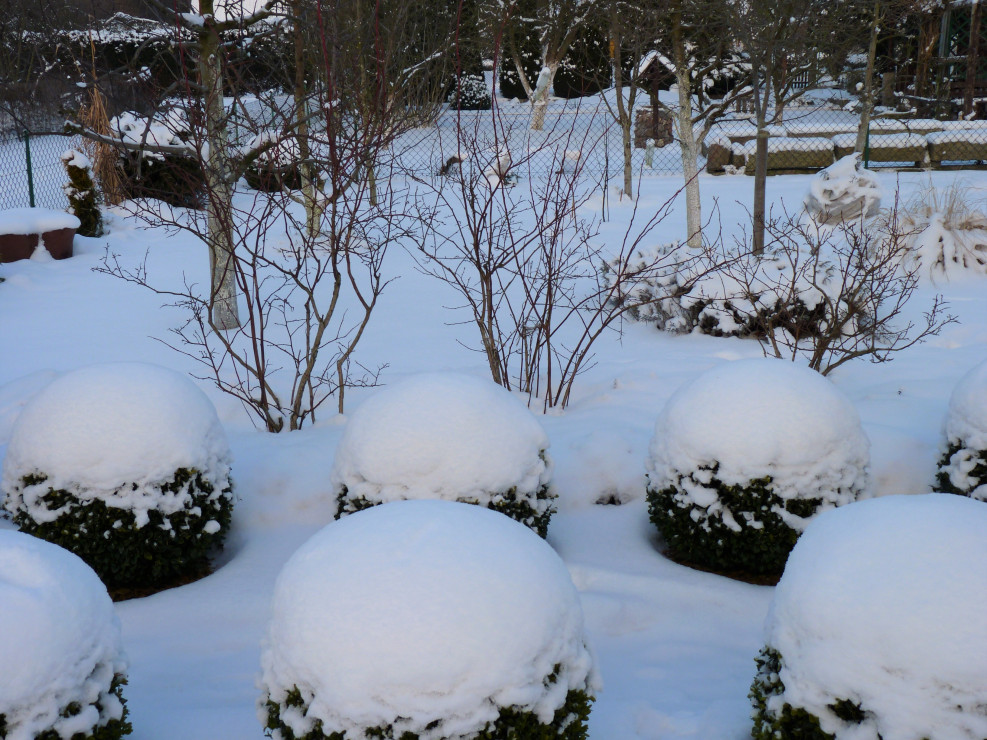 Bukszpany pod śniegiem