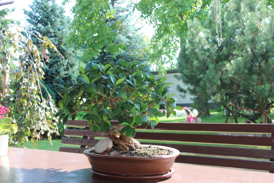 Drzewko bonsai (fikus retus)