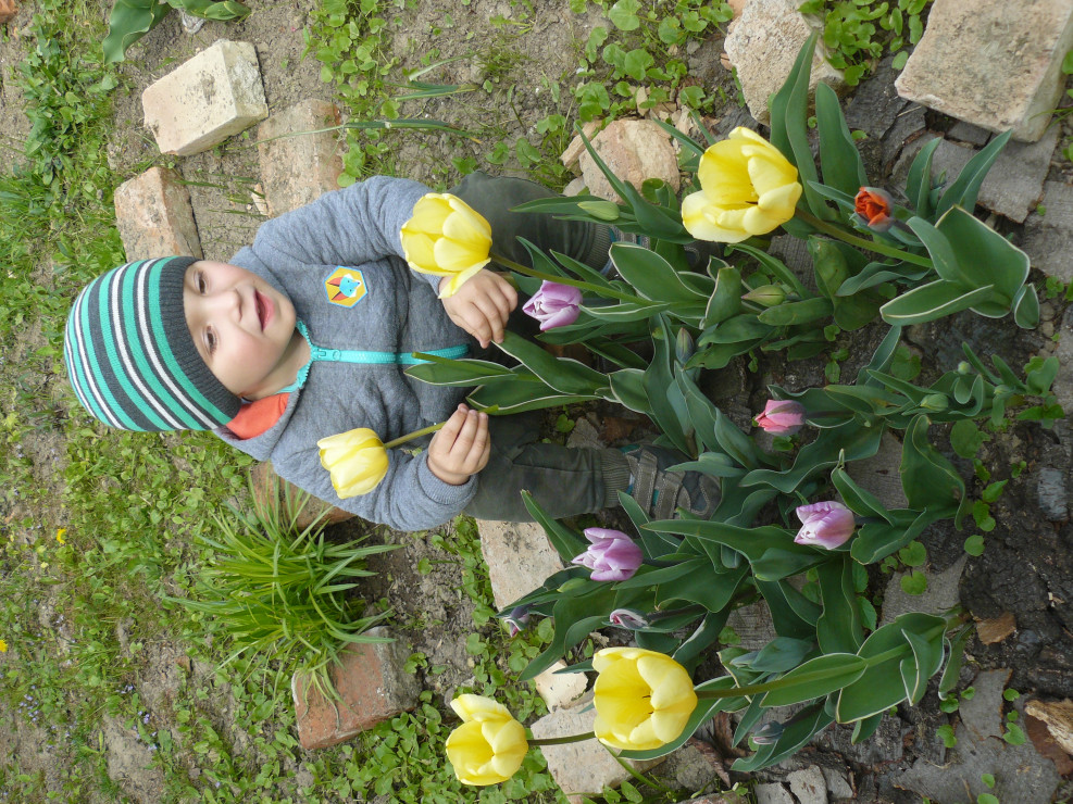 Mój synek kocha tulipanki