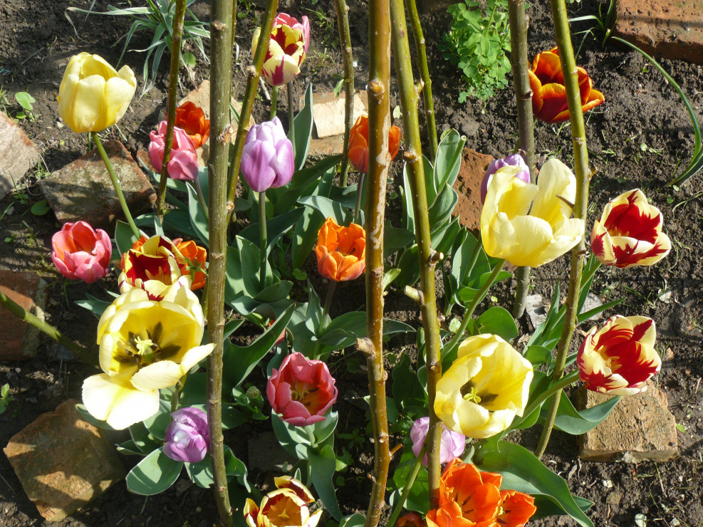 nie ma nic piękniejszego niż tulipanki wiosną
