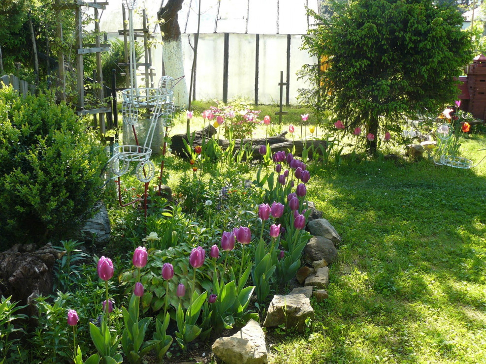 Piękno tulipanów