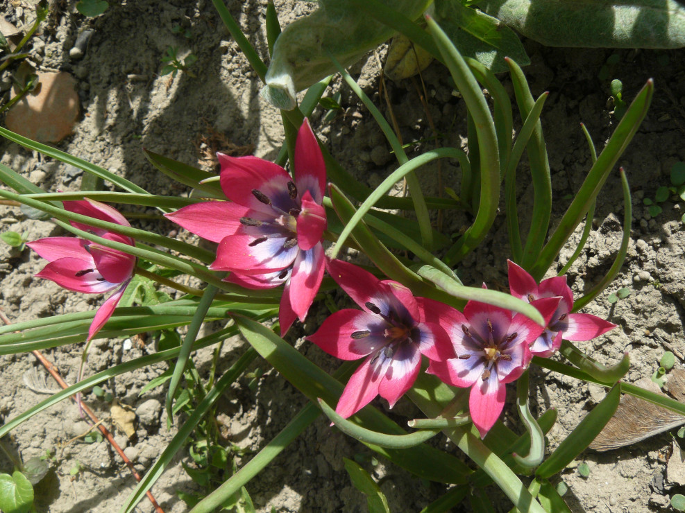 takie tulipanki