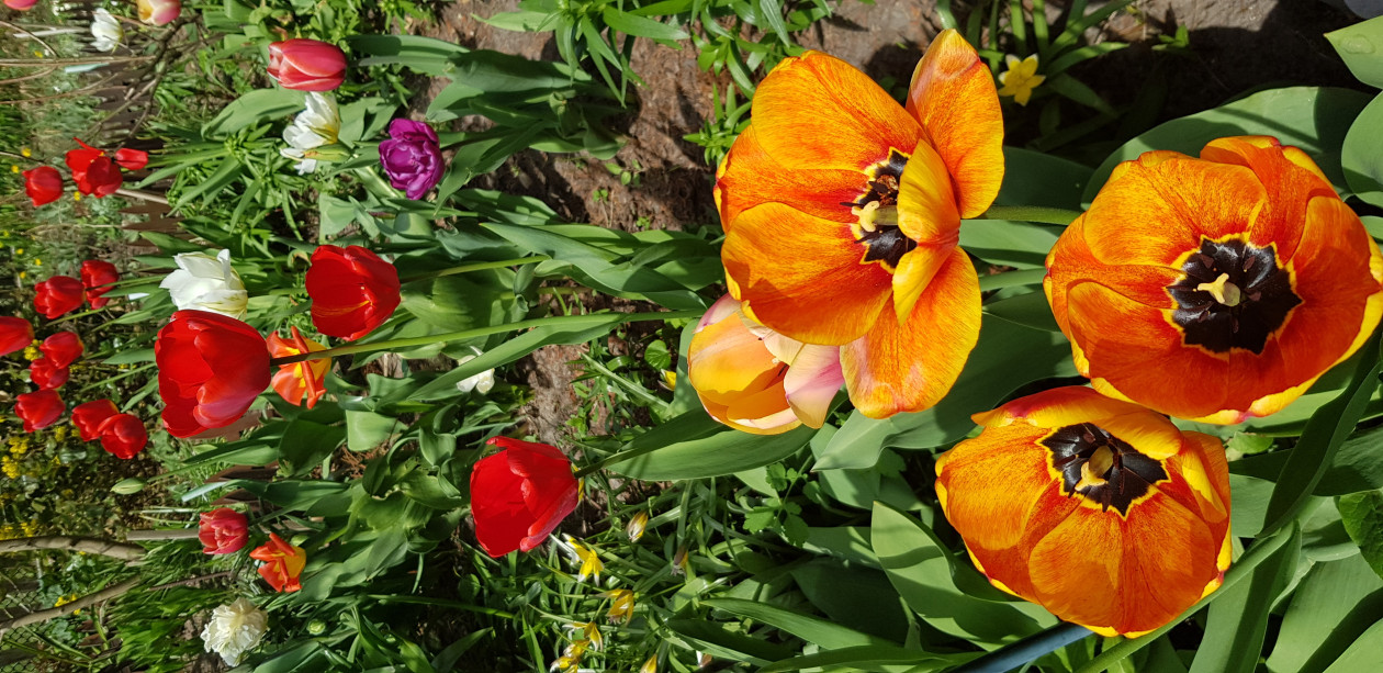 Tulipany , kolory tęczy.